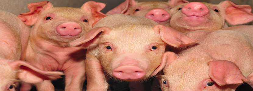A glimpse of the pork production in the United States