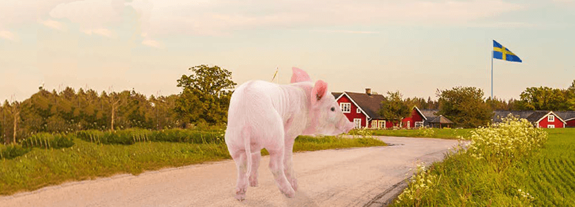Pig production without tail docking – The Swedish experience (part I)