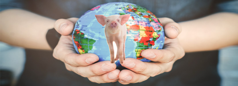 What is the current situation of the pig production sector on a global level?