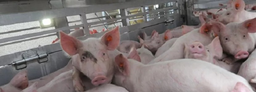 Pre-slaughter management measures in pig production