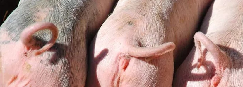 Tail postures and tail motion as indicators of animal welfare in pigs