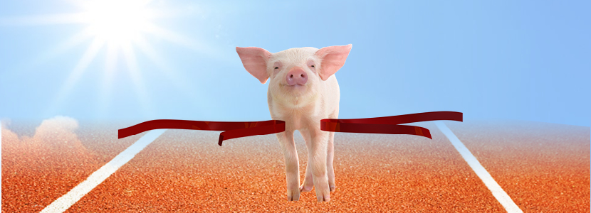The piglet transition – A practical guideline (Part II)
