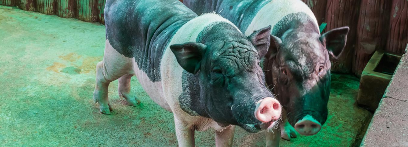 Todo sobre el Síndrome Reproductivo y Respiratorio de Cerdo (PRRS)