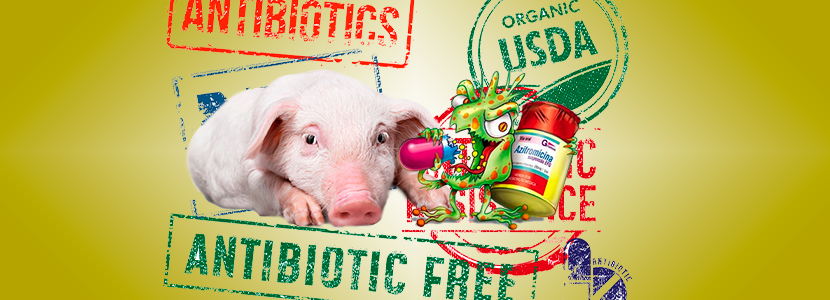 El camino hacia una producción de cerdos libre de antibióticos