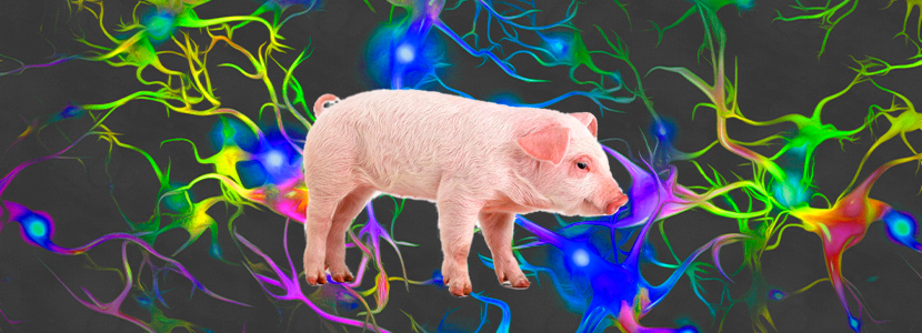 Neuroinmunoendocrinología del estrés, del sistema nervioso y sistema inmune