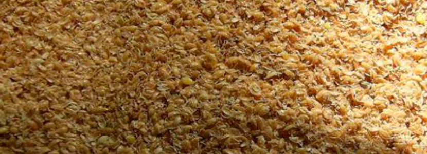 Relación fibra soluble/insoluble en dietas de gestación: efecto en lactancia