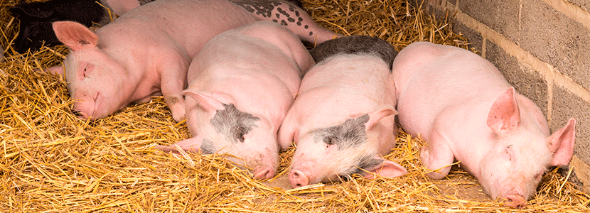 Factores que determinan el crecimiento de los cerdos durante la lactancia y engorda