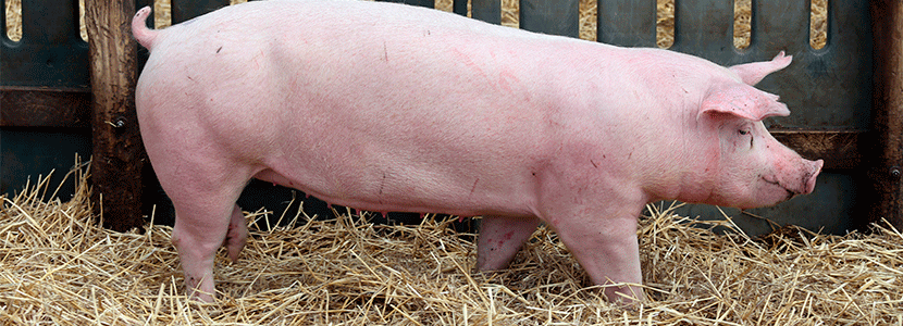 Bioseguridad, un aliado contra la endometritis porcina