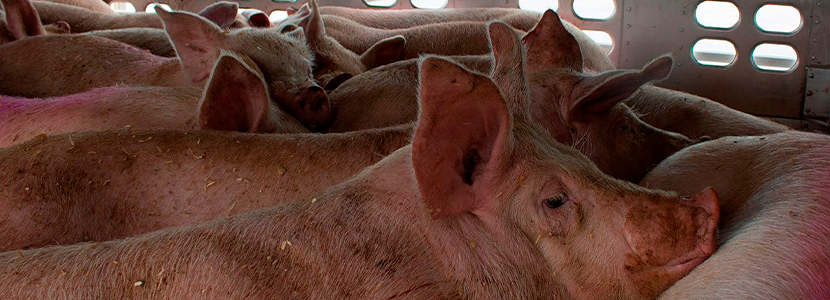 Bienestar en cerdos: manejo en el pre-sacrificio