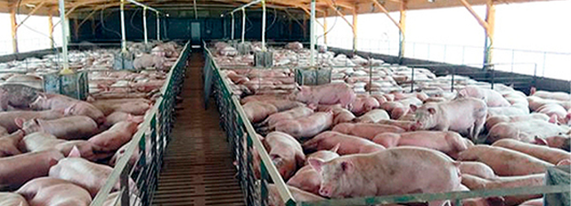 Factores que afectan la ingesta de alimento y conversión alimenticia en cerdos