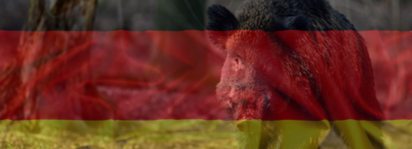 Alemanha reporta o primeiro caso de Peste Suína Africana