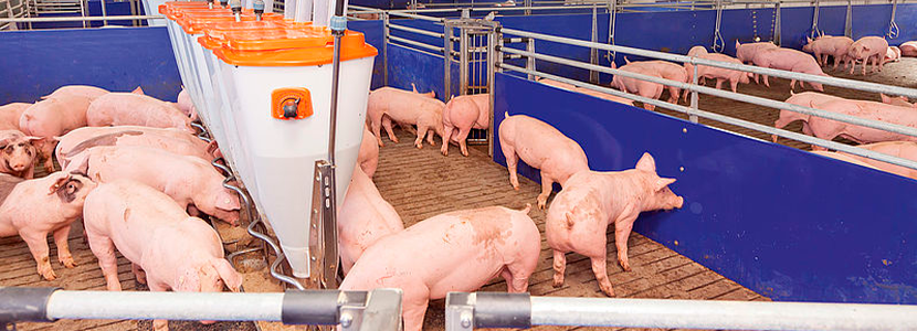 Ácido benzoico aplicado al alimento líquido de cerdos en fase de engorde y finalización