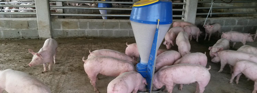 Efectos dietarios de la daidzeína en cerdos en crecimiento y finalización