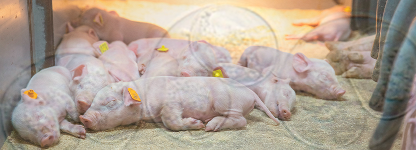Coccidiosis neonatal porcina, una enfermedad parasitaria