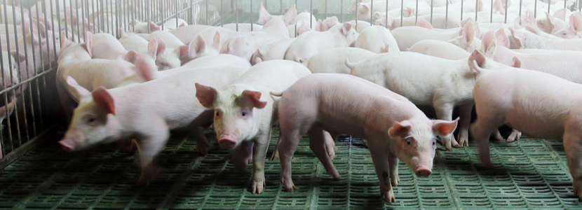 Suspensões de carne suína da Alemanha podem beneficiar bovina e de frango