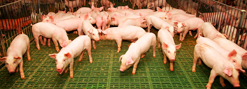 Interacción social y productividad porcina – ¿Cómo se relacionan?