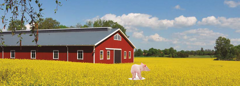 Pig production without tail docking – The Swedish experience (part...