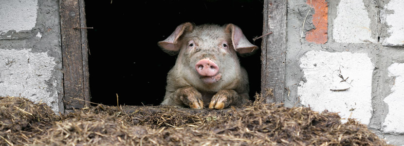 Is pig production sustainable regarding climate change?