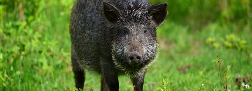 Confirmed the suspected case of African swine virus in Germany