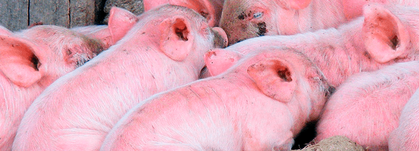 Antígenos maternales y duración de inmunidad vacunal contra Mycoplasma hyopneumoniae