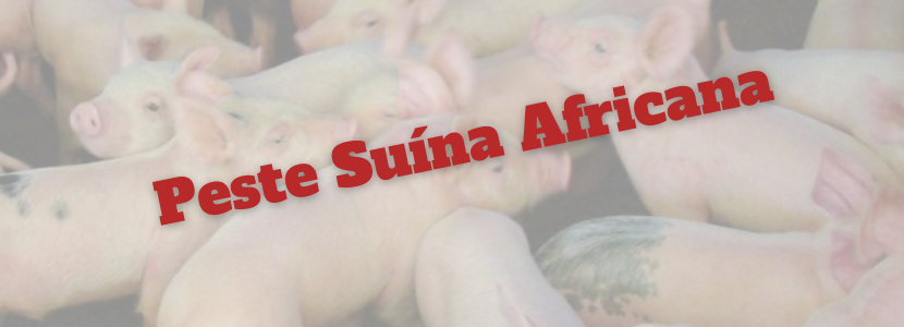 Vietnã abate mais de 40 mil suínos para conter a peste suína africana