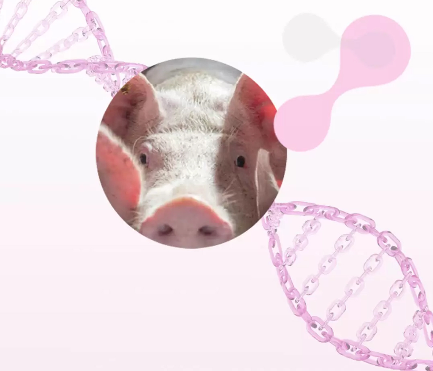¿Es necesario replantear la selección genética en la producción porcina?