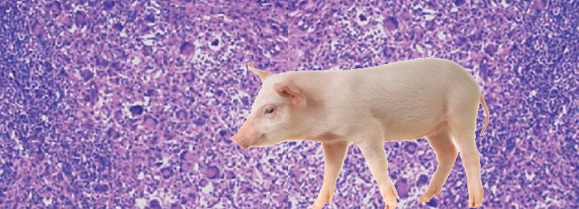 Circovirus porcino