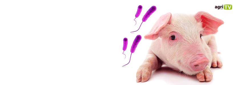 ¿Qué es la colibacilosis porcina y cómo detenerla?