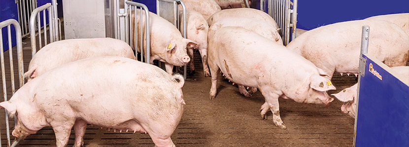 Estrés calórico en cerdas gestantes: Efecto sobre el metabolismo