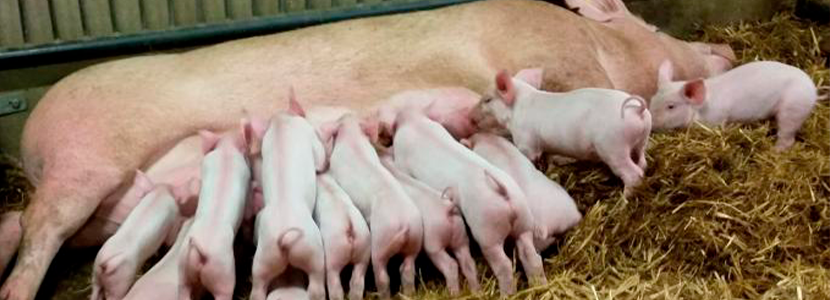 Úlceras de hombro en cerdas reproductoras: lesiones sustanciales e insustanciales