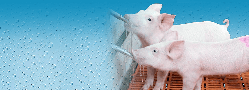 Buenas prácticas de vacunación en agua de bebida en granjas porcinas Elanco
