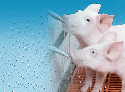 Buenas prácticas de vacunación en agua de bebida en granjas porcinas Elanco