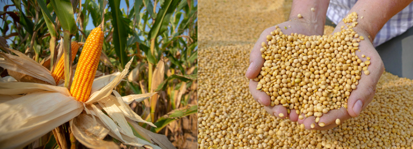 Imposto de importação de soja e milho é zerado