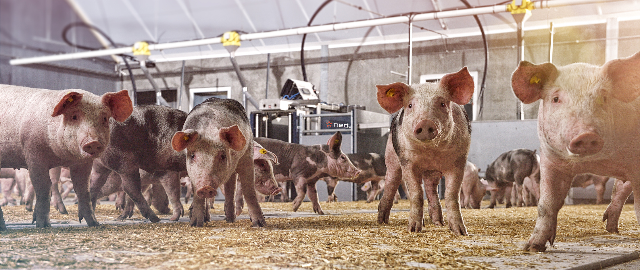 Eficiencia de las básculas de clasificación automatizada en granjas porcinas