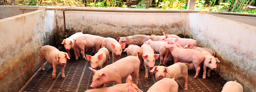 Niveles de proteína en lechones de la fase de precebos