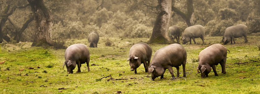 Estudio prueba que el cambio climático no afectará la calidad del cerdo Ibérico