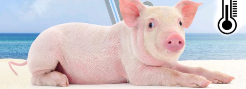 Crecimiento de los cerdos en verano: herramientas para mitigar el estrés calórico