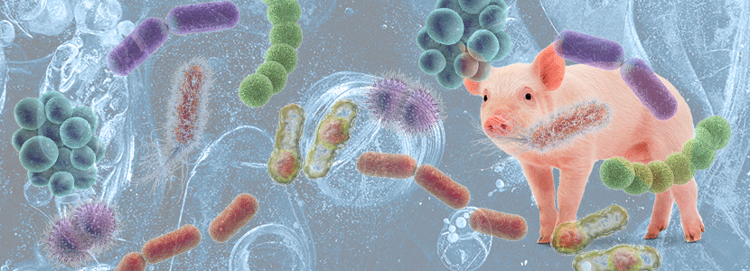 Impacto del PRRS en la función de la barrera intestinal