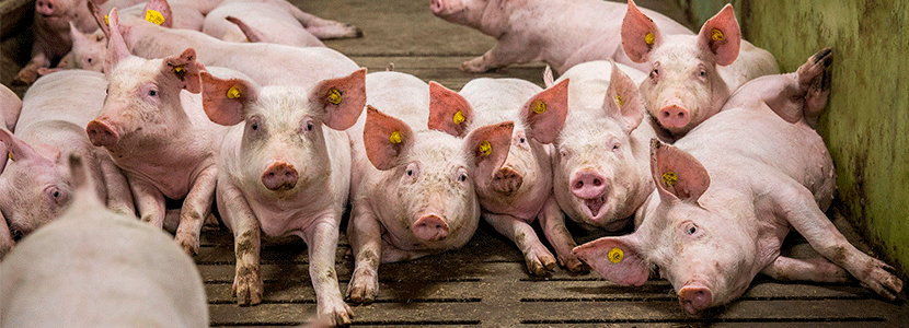 Nutrición de los cerdos en crecimiento y finalización – Parte I