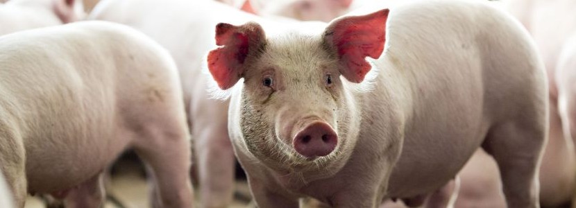 ¿Qué indicadores pueden actuar como predictores de bienestar en cerdos?