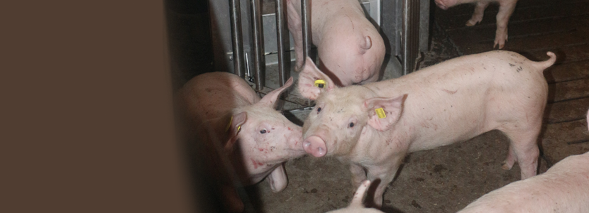 Sistema IPF de Exafan – El futuro de la alimentación porcina ya está aquí