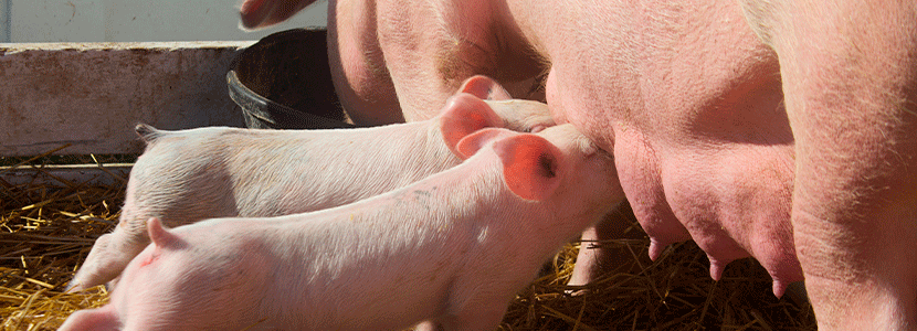 Influencia de la nutrición en el desarrollo de la glándula mamaria