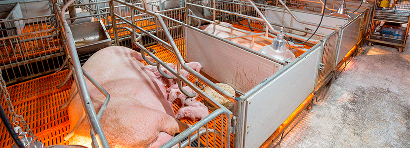 Mejora de eficiencia de productividad de las cerdas