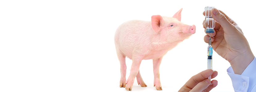 Control del olor sexual – Clave en la industria porcina