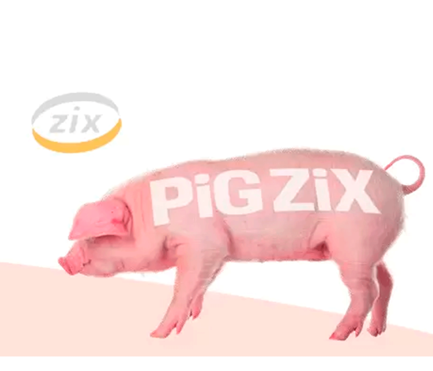 PIG ZIX, premezcla de aditivos para cerdos
