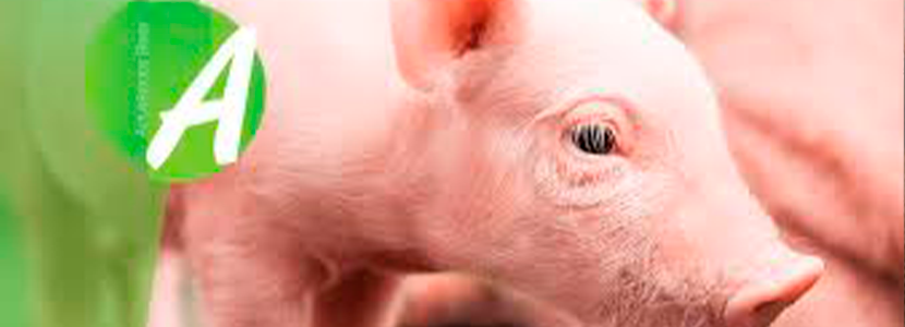 Coccidia (Cystoisospora suis) en heces de lechones lactantes: ¿cuándo y cómo?