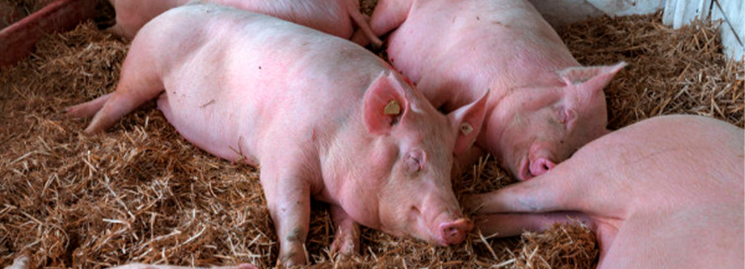 Alimentación norteamericana y danesa en rendimiento reproductivo de cerdas en gestación