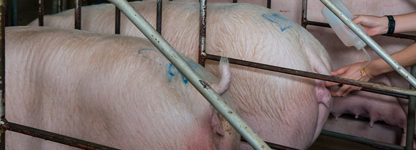 Comparación de parámetros reproductivos entre dos método de inseminación en multíparas