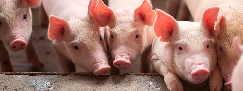 Minimizar el movimiento de animales de origen intracomunitario por riesgo de PPA