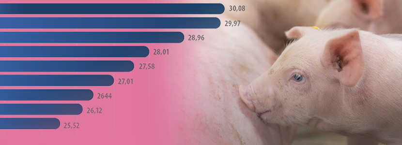 Indicadores de porcino BDPORC 2020: El sector porcino en cifras